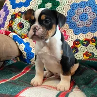 DUSTY, a male English Bulldog and French Bulldog for sale in Minerva, OH – Photo 8 of 8