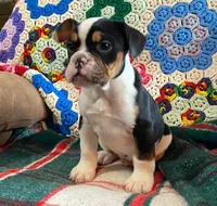 DUSTY, a male English Bulldog and French Bulldog for sale in Minerva, OH – Photo 8 of 8