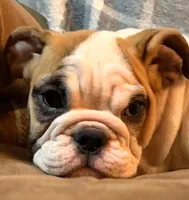 Caroline WOW, a female English Bulldog for sale in Minerva, OH – 1 of 10