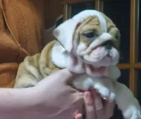 Delilah, a female English Bulldog for sale in Minerva, OH – 2 of 7