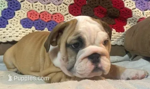 Beautiful Bella – English Bulldog puppy for sale in Minerva, OH