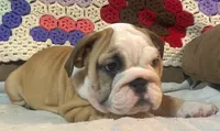 Beautiful Bella, a female English Bulldog for sale in Minerva, OH – 1 of 5