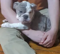 Wow Isabel, a female English Bulldog for sale in Minerva, OH – 7 of 9