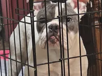 Blue eye Taylor female, a female English Bulldog for sale in Minerva, OH – 2 of 5