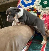 MUFFY blue tri, a female English Bulldog and French Bulldog for sale in Minerva, OH – Photo 4 of 6