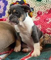 MUFFY blue tri, a female English Bulldog and French Bulldog for sale in Minerva, OH – Photo 1 of 6