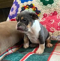 MUFFY blue tri, a female English Bulldog and French Bulldog for sale in Minerva, OH – Photo 5 of 6