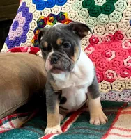 MUFFY blue tri, a female English Bulldog and French Bulldog for sale in Minerva, OH – Photo 2 of 6
