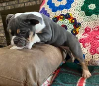 MUFFY blue tri, a female English Bulldog and French Bulldog for sale in Minerva, OH – Photo 3 of 6
