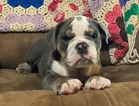 Fe blue tri, a male English Bulldog for sale in Minerva, OH – 1 of 7