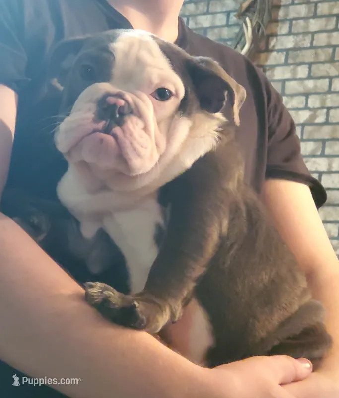 Violet – English Bulldog puppy for sale in Minerva, OH
