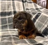Stormy, a female English Bulldog for sale in Minerva, OH – 9 of 10