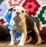Cinderella, a female English Bulldog for sale in Minerva, OH – 7 of 8