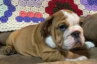 BRUISER, a male English Bulldog for sale in Minerva, OH – 6 of 8