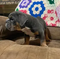 Wow blue tri , a male English Bulldog for sale in Minerva, OH – 6 of 6