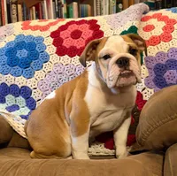 Sweet Sally see video!, a female English Bulldog for sale in Minerva, OH – 3 of 9