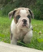 Goose, a male English Bulldog for sale in Minerva, OH – 1 of 8