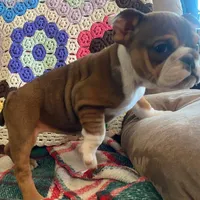 Wow little Ruby, a female English Bulldog for sale in Minerva, OH – Photo 4 of 9