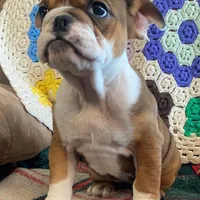 Wow little Ruby, a female English Bulldog for sale in Minerva, OH – Photo 3 of 9