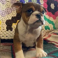 Wow little Ruby, a female English Bulldog for sale in Minerva, OH – Photo 5 of 9