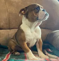 Wow little Ruby, a female English Bulldog for sale in Minerva, OH – 2 of 10