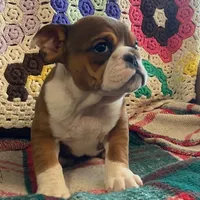 Wow little Ruby, a female English Bulldog for sale in Minerva, OH – Photo 7 of 9