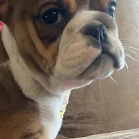 Wow little Ruby, a female English Bulldog for sale in Minerva, OH – Photo 2 of 9