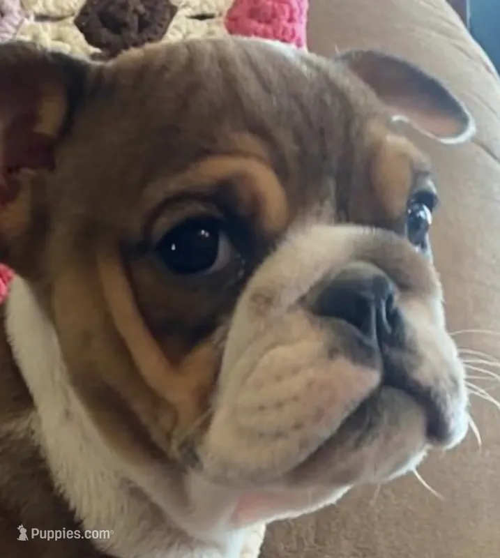 Gorgeous little Ruby