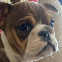 Wow little Ruby, a female English Bulldog for sale in Minerva, OH – Photo 1 of 9