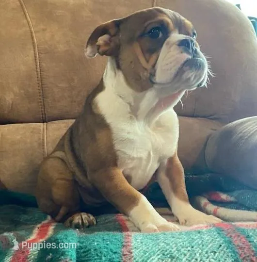 Wow little Ruby – English Bulldog puppy for sale in Minerva, OH