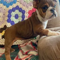 Wow little Ruby, a female English Bulldog for sale in Minerva, OH – Photo 6 of 9