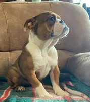 Wow little Ruby, a female English Bulldog for sale in Minerva, OH – 10 of 10