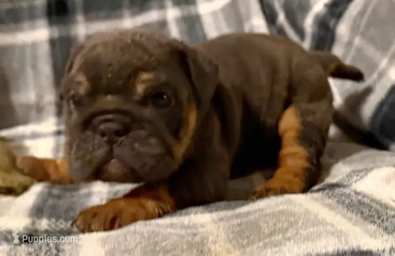 Stormy – English Bulldog puppy for sale in Minerva, OH