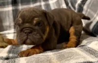Stormy, a female English Bulldog for sale in Minerva, OH – 1 of 10