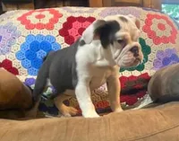 Cinderella, a female English Bulldog for sale in Minerva, OH – 3 of 8