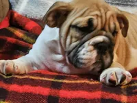 Carlos, a male English Bulldog for sale in Minerva, OH – 7 of 10