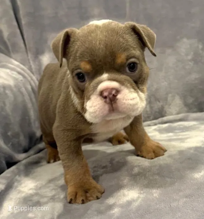 Gorgeous  – English Bulldog puppy for sale in Minerva, OH