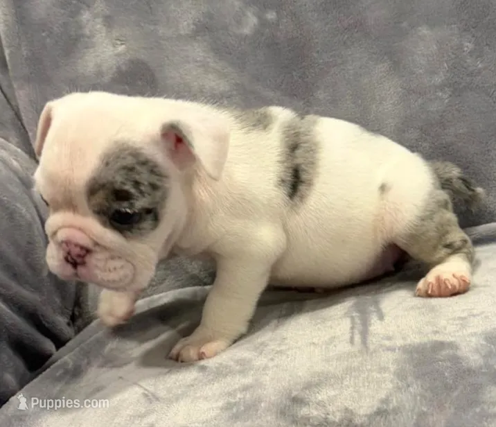 Wow!  – English Bulldog puppy for sale in Minerva, OH