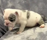 Wow! , a female English Bulldog for sale in Minerva, OH – 1 of 4
