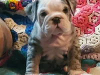 Hector8, a male English Bulldog for sale in Minerva, OH – Photo 10 of 10