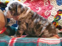Hector8, a male English Bulldog for sale in Minerva, OH – Photo 6 of 10