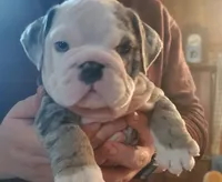 Hector8, a male English Bulldog for sale in Minerva, OH – Photo 9 of 10