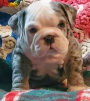 Hector8, a male English Bulldog for sale in Minerva, OH – Photo 1 of 10