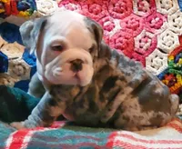 Hector8, a male English Bulldog for sale in Minerva, OH – Photo 3 of 10