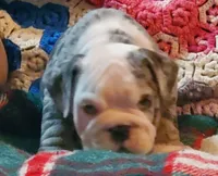 Hector8, a male English Bulldog for sale in Minerva, OH – Photo 2 of 10