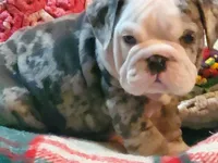 Hector8, a male English Bulldog for sale in Minerva, OH – Photo 4 of 10