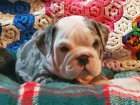 Hector8, a male English Bulldog for sale in Minerva, OH – Photo 8 of 10
