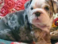 Hector8, a male English Bulldog for sale in Minerva, OH – Photo 7 of 10