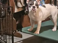 Blue eye Taylor female, a female English Bulldog for sale in Minerva, OH – 4 of 5
