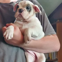 LILY, a female English Bulldog for sale in Minerva, OH – 2 of 7